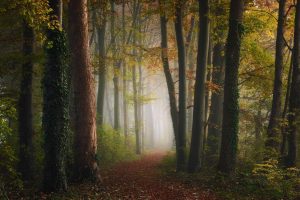 Forests | Path Through Autumn Colorful Forest Wall Mural Forests Forests