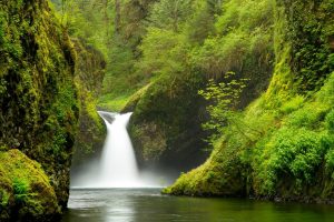 Forests | Punchbowl Falls in Spring Wall Mural Forests Forests