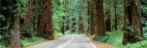 Forests | Redwood HighwayMural Wallpaper Forests Forests