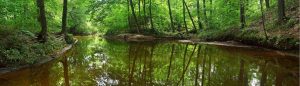 Forests | Reflections of Serenity Mural Wallpaper Forests Forests