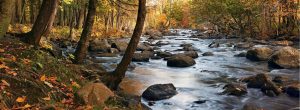 Forests | River Majesty Wall Mural Forests Forests