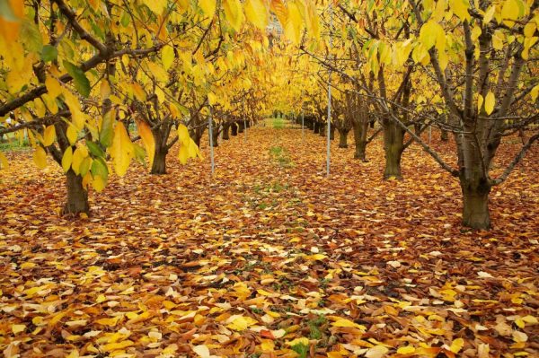 Forests | Roxburgh Orchard, New Zealand Wall Mural Forests Forests