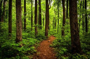 Forests | Shenandoah Trail Wall Mural Forests Forests