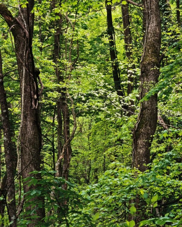 Forests | Smoky Mountains Forest Wall Mural Colors Colors