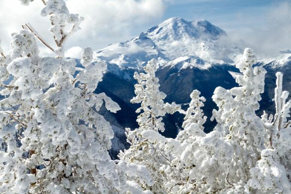 Forests | Snow Covered Trees And Mount Rainier Wallpaper Mural Forests Forests