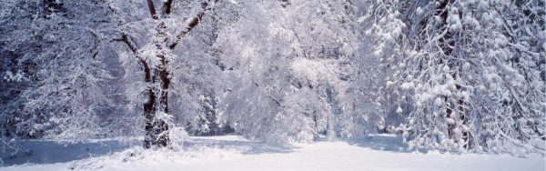 Forests | Snow Covered Trees In Yosemite Wall Mural Extra Large Extra Large