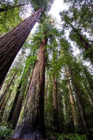 Forests | Soaring Redwoods Wallpaper Mural Forests Forests