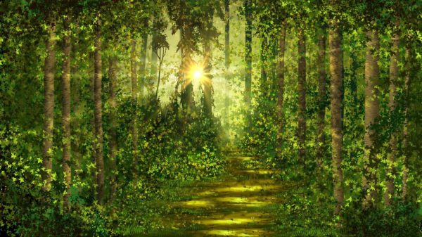 Forests | Spring Green Forest Wallpaper Mural Forests Forests