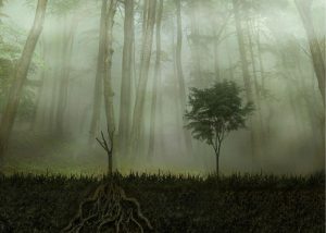 Forests | Strong Roots Wall Mural Forests Forests