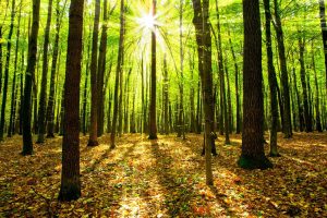 Forests | Sunlight Through The Trees Wall Mural Forests Forests