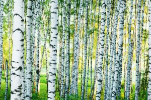 Forests | Sunlit Birch Forest Mural Wallpaper Forests Forests