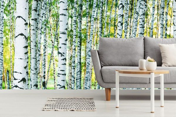 Forests | Sunlit Birch Forest Mural Wallpaper Forests Forests