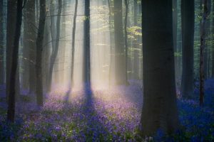 Forests | Velvet Light Wall Mural Flowers Flowers