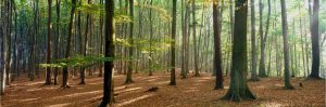 Forests | Woodlands Near Annweiler Germany Wall Mural Extra Large Extra Large