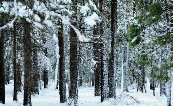 Forests | Yosemite Trees Wintery Grip Wall Mural Forests Forests