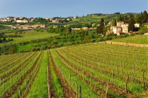 Italian | Chianti Landscape Wall Mural Italian Italian