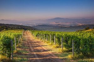 Italian | Chianti Vineyard in the Morning Mural Wallpaper Italian Italian