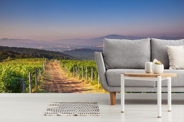 Italian | Chianti Vineyard in the Morning Mural Wallpaper Italian Italian