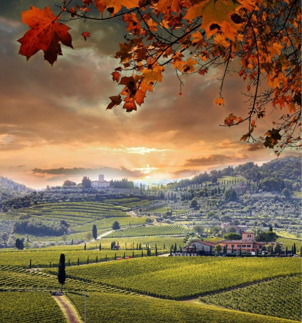 Italian | Chianti Vineyard Landscape In Tuscany Wallpaper Mural Italian Italian