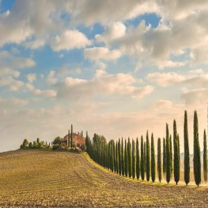 Italian | Cypress Trees Mural Wallpaper Italian Italian