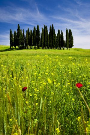 Italian | Cypress Trees Wallpaper Mural Italian Italian