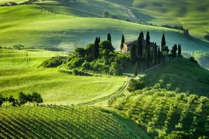 Italian | Early Morning Italian Villa And Vineyard Wall Mural Italian Italian