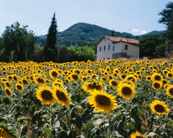 Italian | Field Of Sunflowers, Tuscany, Italy Mural Wallpaper Italian Italian