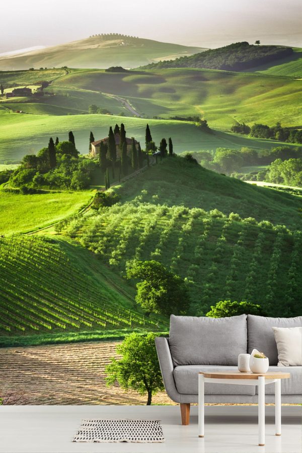 Italian | Olive Grove Mural Wallpaper Italian Italian