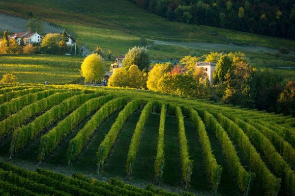 Italian | Piemonte Vineyard Mural Wallpaper Italian Italian