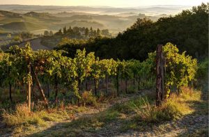 Italian | San Gimignano Vineyard Mural Wallpaper Italian Italian