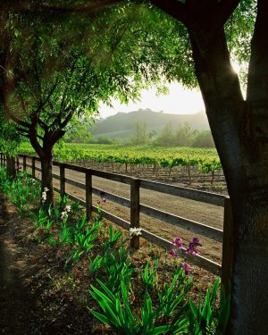 Italian | Spring In The Vineyard – Vertical Wallpaper Mural Italian Italian