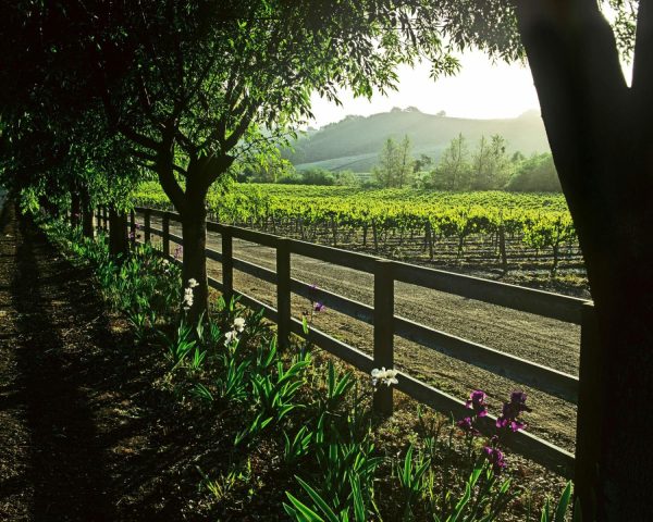 Italian | Springtime In The Vineyard Mural Wallpaper Italian Italian