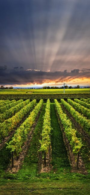 Italian | Sunset Vineyard Wall Mural Italian Italian