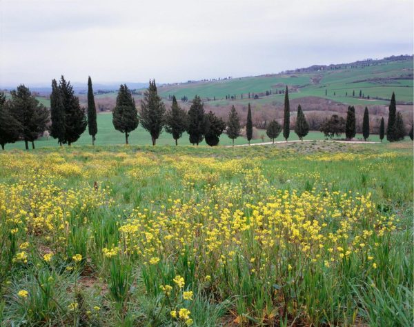 Italian | Tuscan Countryside Outside Pienza, Italy Mural Wallpaper Italian Italian