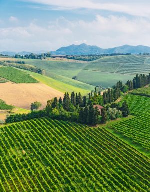 Italian | Tuscan Farmhouse Wall Mural Italian Italian