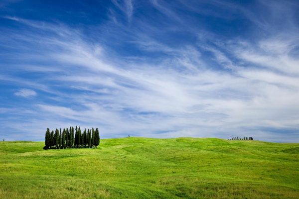 Italian | Tuscany Cypress Wallpaper Mural Italian Italian