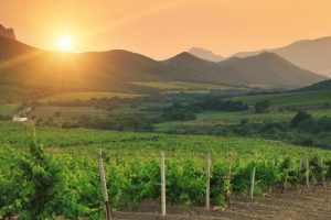 Italian | Vineyard At Sunset Mural Wallpaper Italian Italian