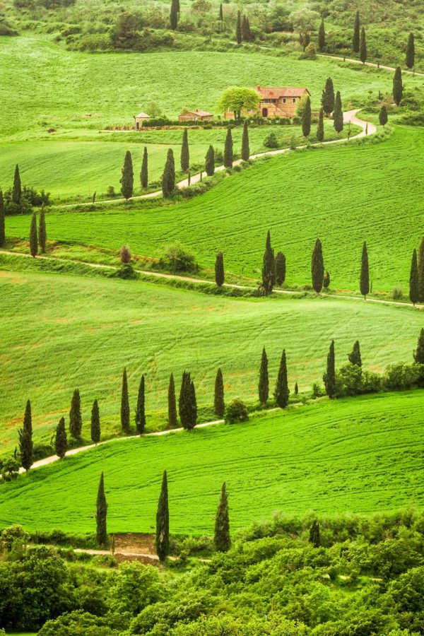 Italian | Winding Tuscan Road Wallpaper Mural Italian Italian