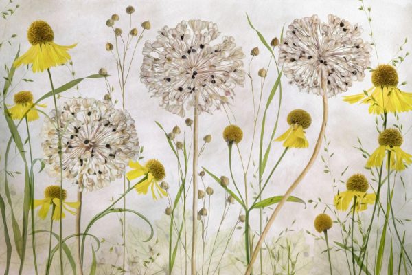 Kids Rooms | Alliums and Heleniums Mural Wallpaper Flowers Flowers