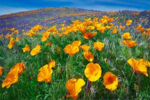 Landscapes & Scenic | Antelope Valley Poppy Preserve Wall Mural Flowers Flowers