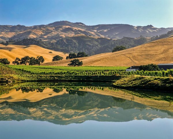 Landscapes & Scenic | California Central Coast Vineyards Mural Wallpaper Landscapes & Scenic Landscapes & Scenic