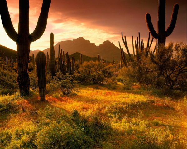 Landscapes & Scenic | Lower Sonoran Sunrise Wallpaper Mural Landscapes & Scenic Landscapes & Scenic