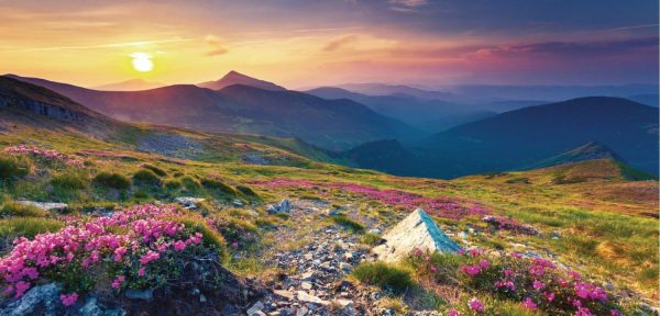 Landscapes & Scenic | Magic Pink Rhododendron Flowers On Mountain Wall Mural Landscapes & Scenic Landscapes & Scenic