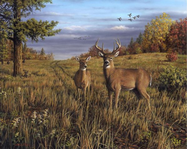 Landscapes & Scenic | Pasture Whitetails Wall Mural Animals Animals