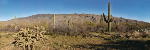 Landscapes & Scenic | Saguaro East Wall Mural Extra Large Extra Large