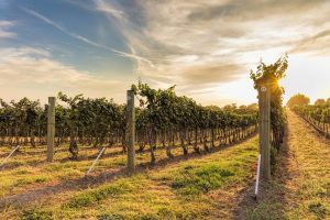 Landscapes & Scenic | Sunset Vineyard Mural Wallpaper Landscapes & Scenic Landscapes & Scenic