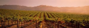 Landscapes & Scenic | Vineyard Geyserville, CA Wallpaper Mural Extra Large Extra Large