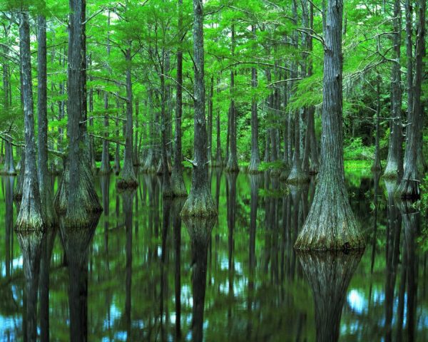 Nature | Apalachicola River Basin Cypress Mural Wallpaper Colors Colors