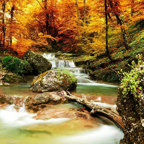 Nature | Autumn Creek Woods With Yellow Trees Mural Wallpaper Forests Forests