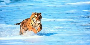 Nature | Bengal Tiger in Surf 2 Panoramic Wall Mural Animals Animals